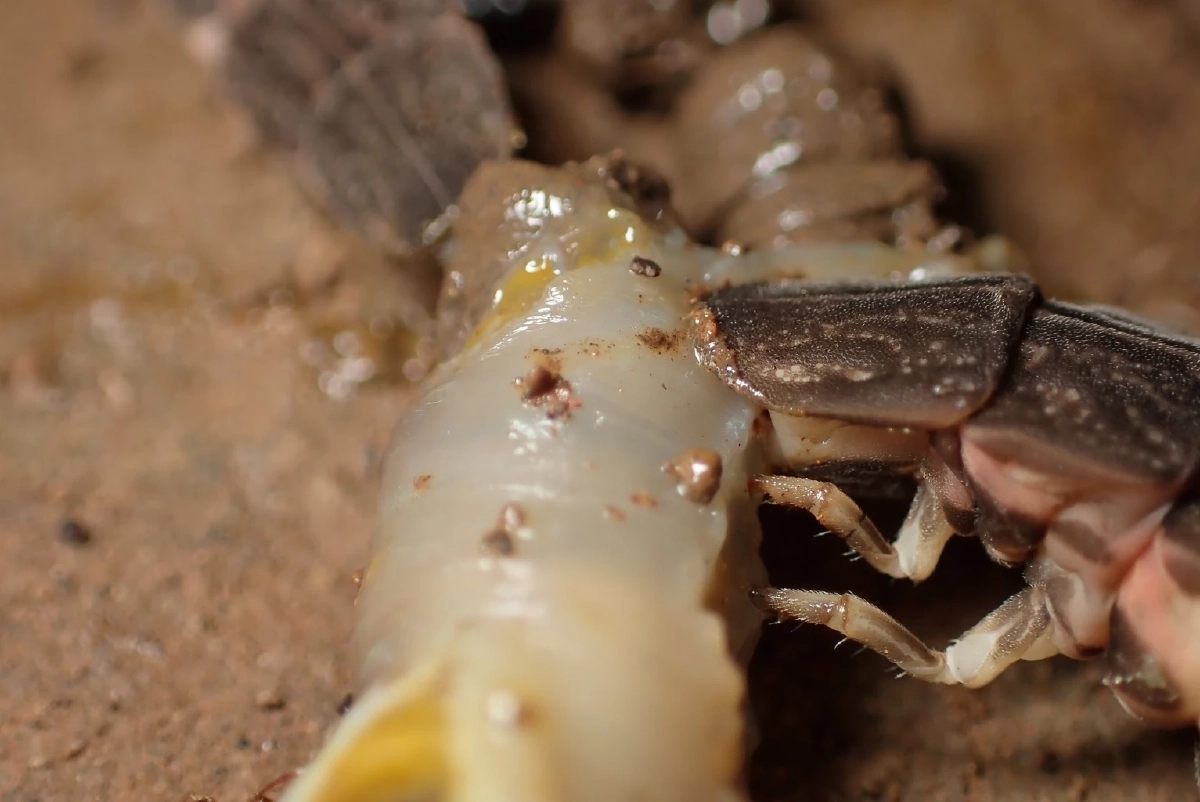 รู้แล้วตัวอะไร คลิปขนลุกสัตว์ปริศนารุมเหยื่อ ชาวเน็ตเฉลยตรงกัน