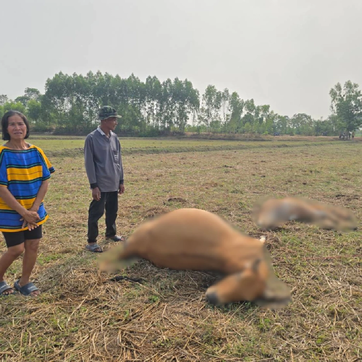 พายุฤดูร้อนทำพิษ วัวแสนรู้ถูกฟ้าผ่าดับคู่ เจ้าของร่ำไห้หมดหนทาง