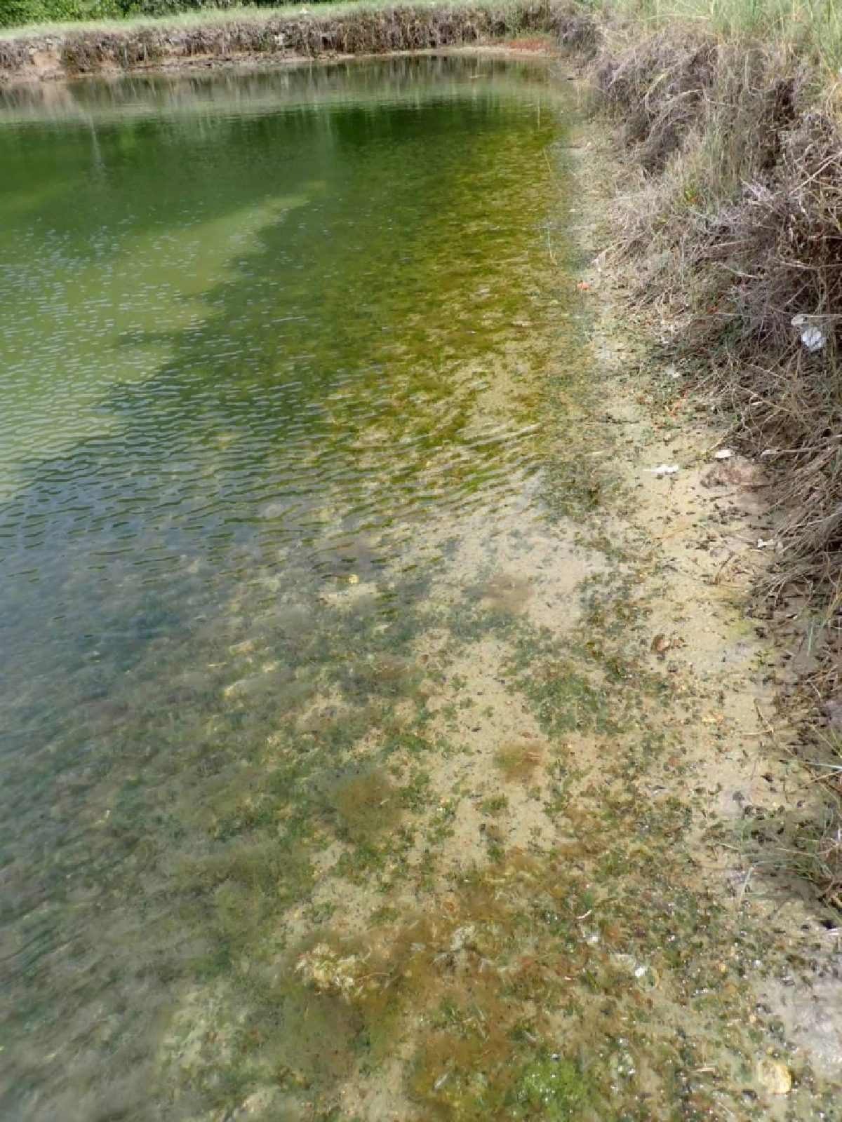 สุดเจ๋ง ม.เกษตรฯ เพาะเนื้อเยื่อหญ้าทะเลสำเร็จครั้งแรกของโลก