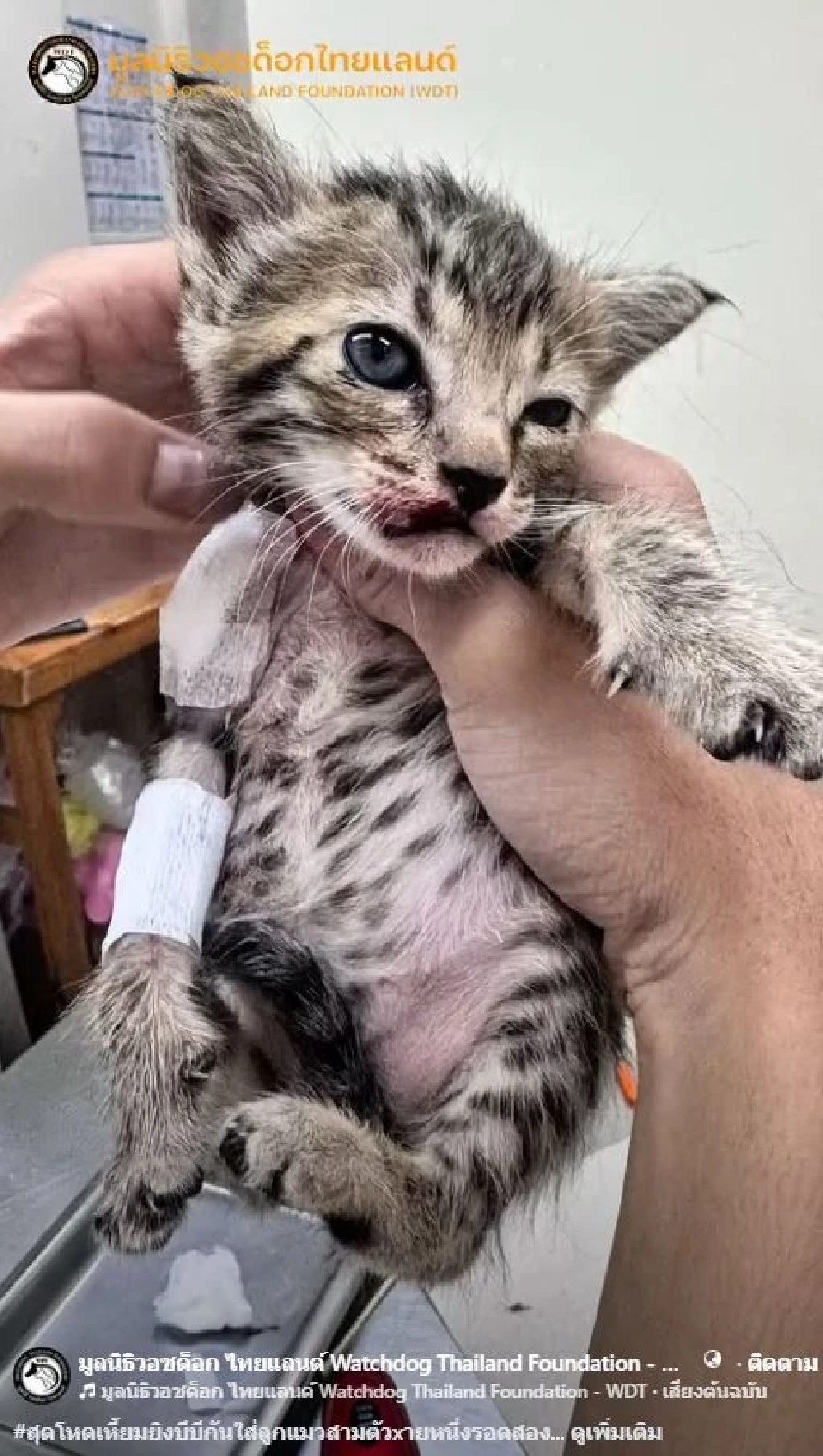 สลดหนัก ลูกแมว 3 ตัวเหยื่อคนเหี้ยม เห็นสายตาปวดใจ พวกหนูทำอะไรผิด