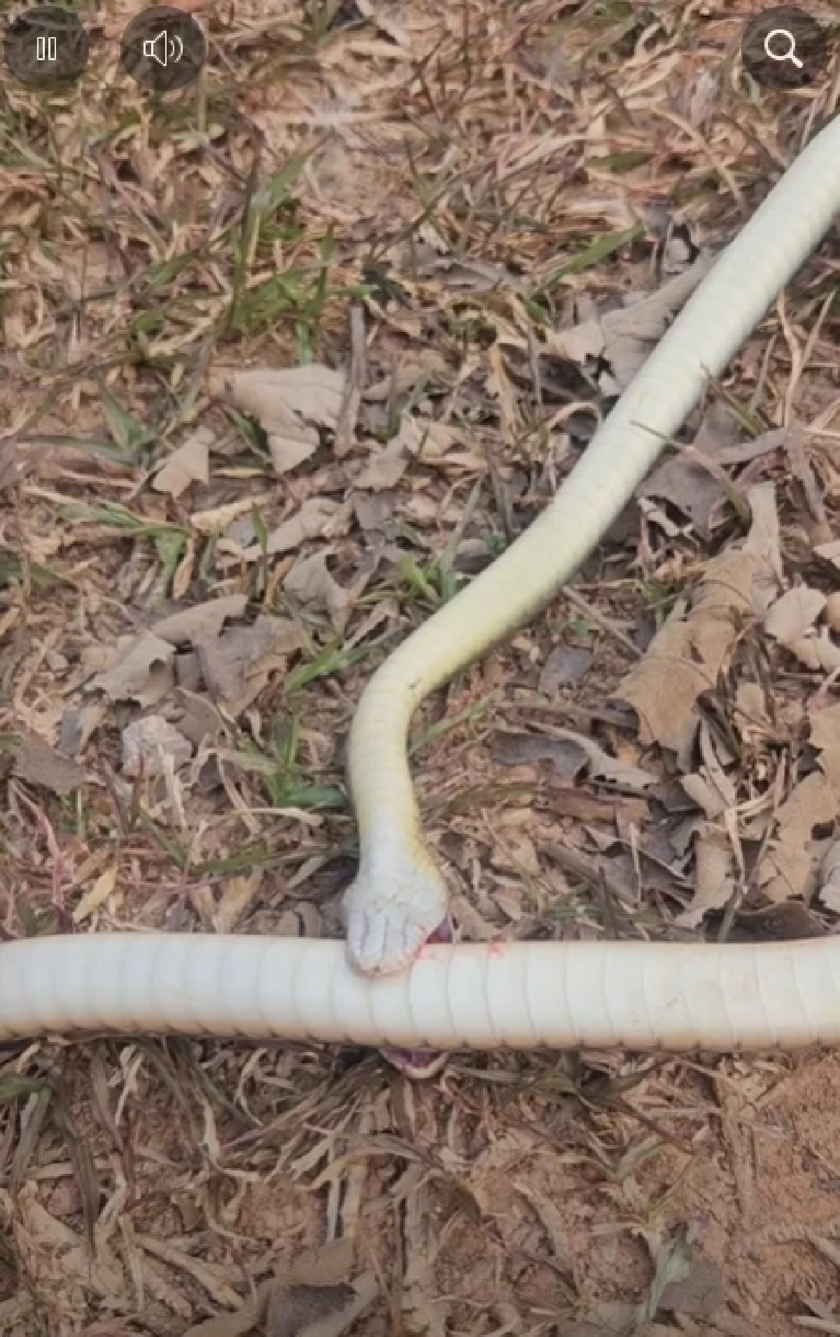 ถึงบางอ้อ นิค อสรพิษวิทยา เฉลยแล้ว งูกัดตัวเอง แท้จริงเพราะอะไร