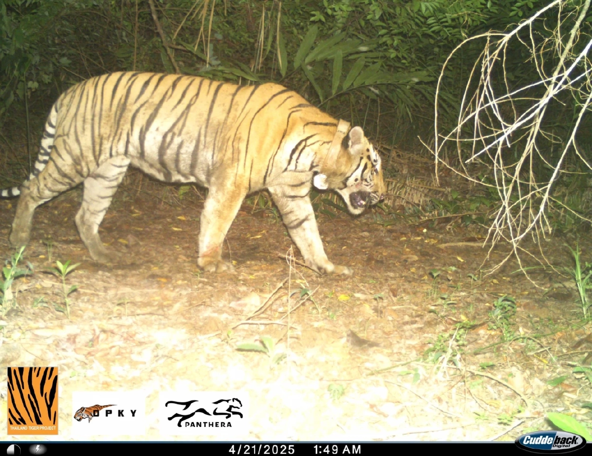 ปิดตำนานเจ้าป่า! "ศรีโกสา" จบชีวิตตามธรรมชาติในป่าทับลาน