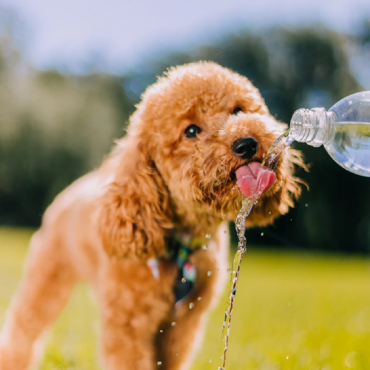 วางชามน้ำช่วยสัตว์จรจัดคลายร้อน ลดเสี่ยงฮีทสโตรกจากแดดเมืองไทย