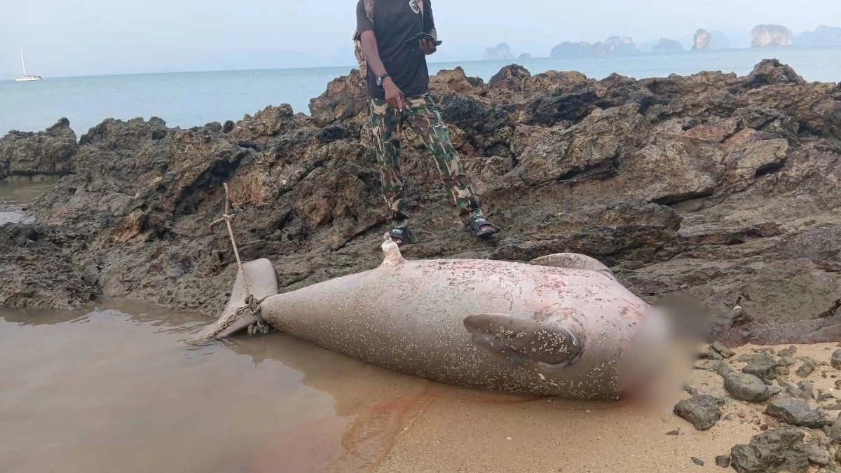 สลด! พบซากพะยูนถูกตัดหัวมัดหินถ่วงน้ำ เจ้าหน้าที่เร่งล่าคนผิด