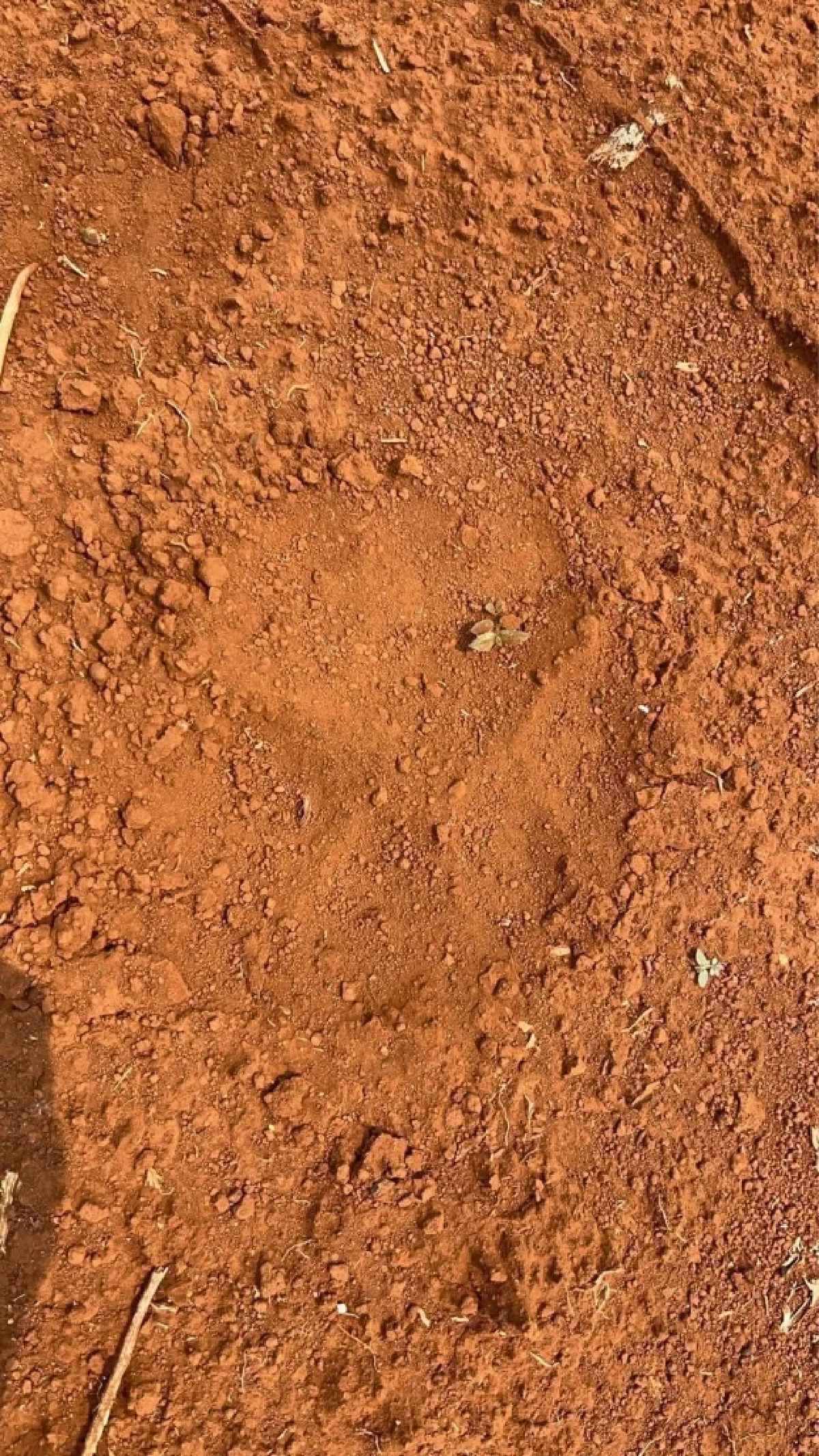 อุทยานฯ ผาแดงเฝ้าระวัง 24 ชม. หลังพบรอยเท้าเสือโคร่งใกล้หมู่บ้าน