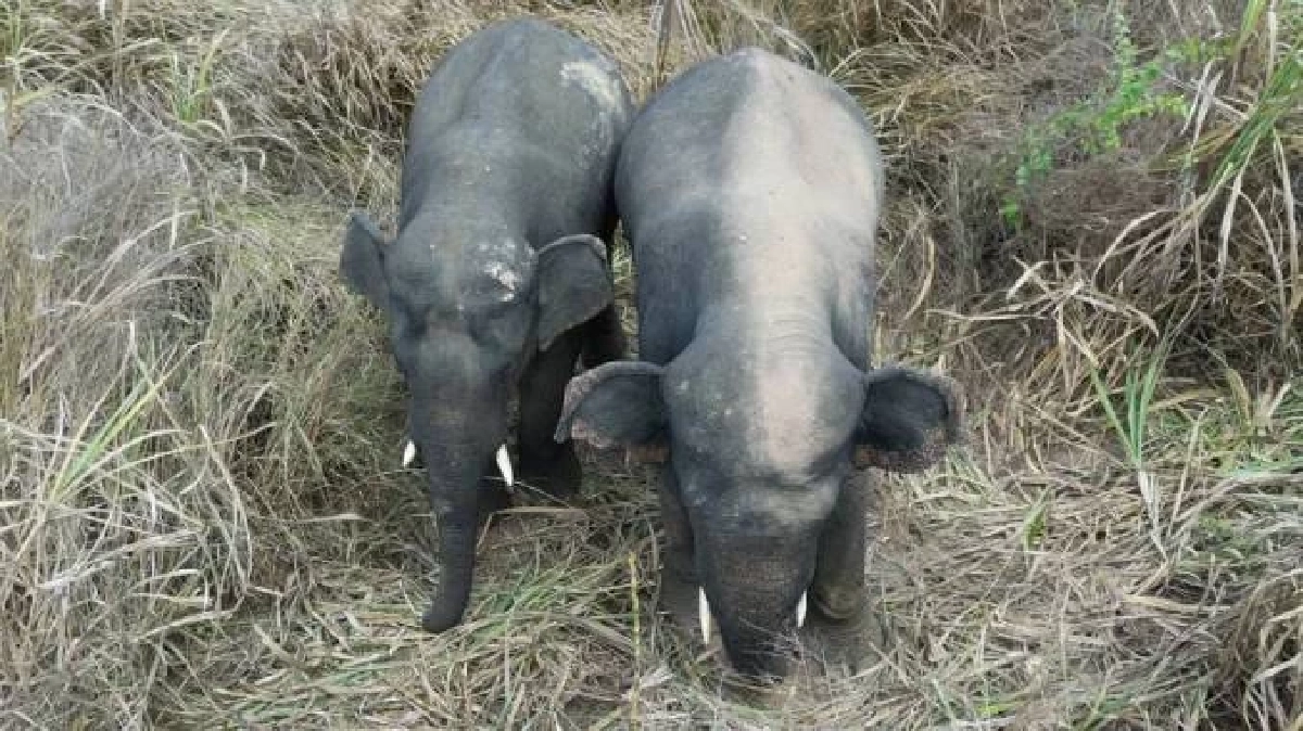 ช้างป่าอ่างฤาไน 2 ตัว! บุกถึงหน้าบ้านผู้ใหญ่บ้าน พังรั้วกระจุย