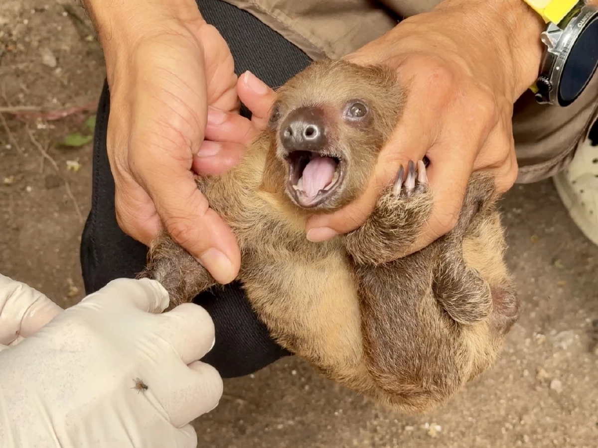 เขาเขียวเจาะเลือดลูกสลอธตรวจ DNA ลุ้นเพศก่อนโหวตชื่อ