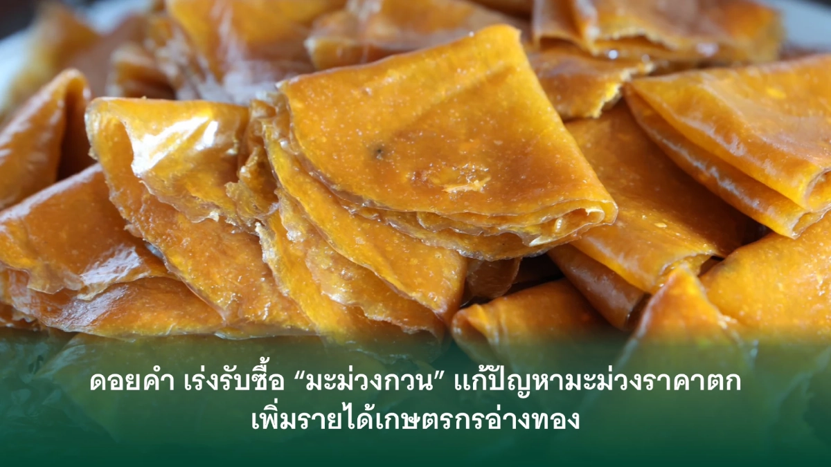 ดอยคำ เร่งรับซื้อ "มะม่วงกวน" แก้ปัญหามะม่วงราคาตก ช่วยเพิ่มรายได้เกษตรกรอ่างทอง