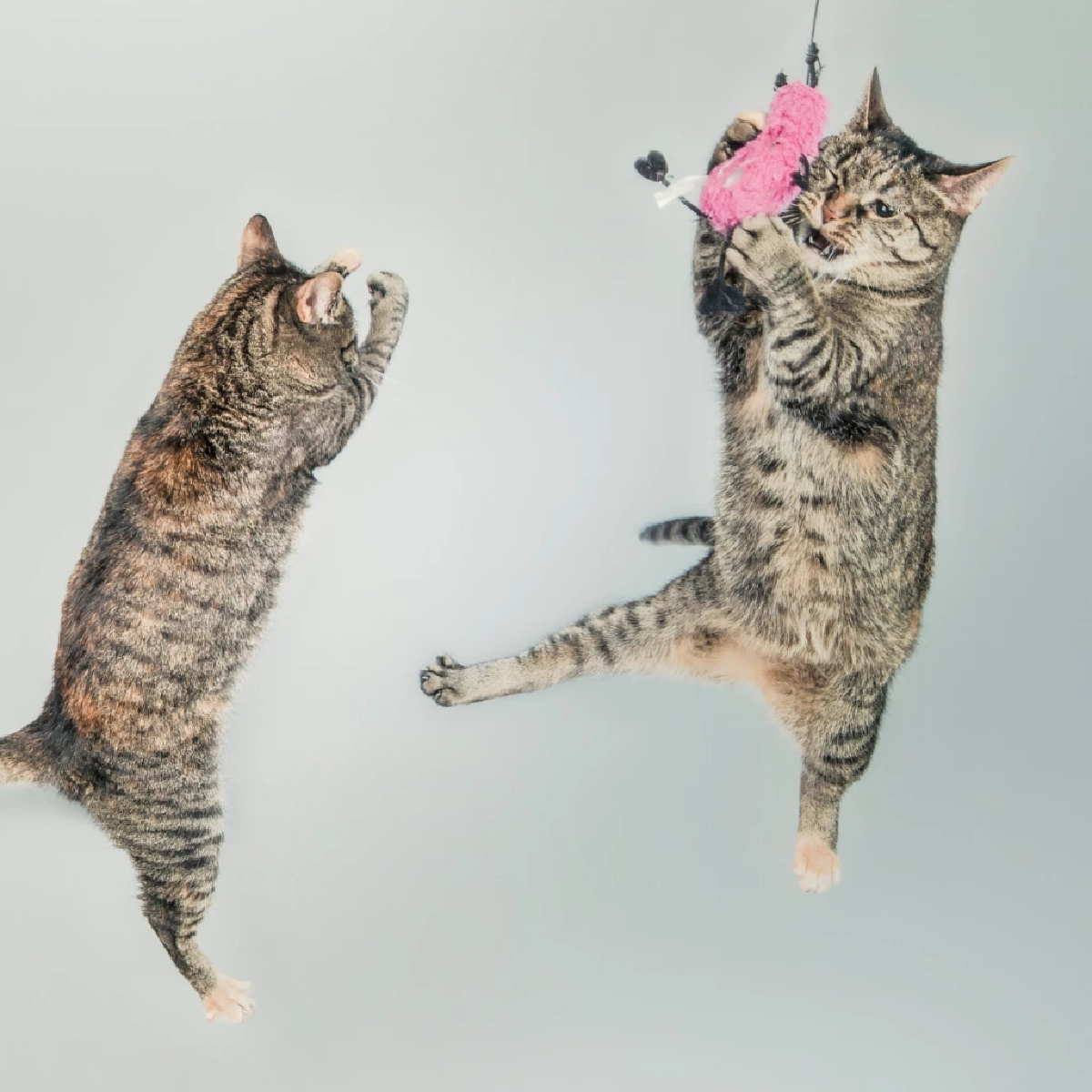 ไขความลับสุดทึ่ง เรื่องพลังพิเศษที่ซ่อนอยู่ของแมว