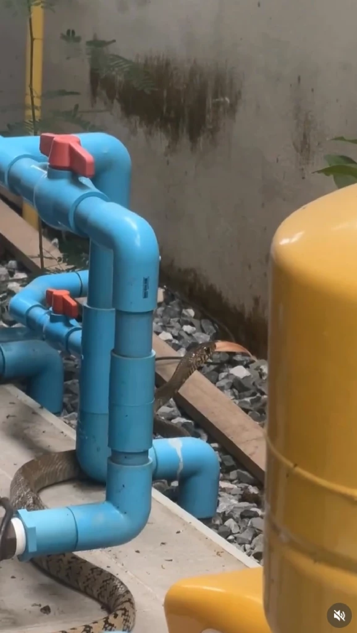 แม่แก้ว เจองูเลื้อยเข้าบ้านในวันพระ พร้อมเปิดบ้านเลขที่