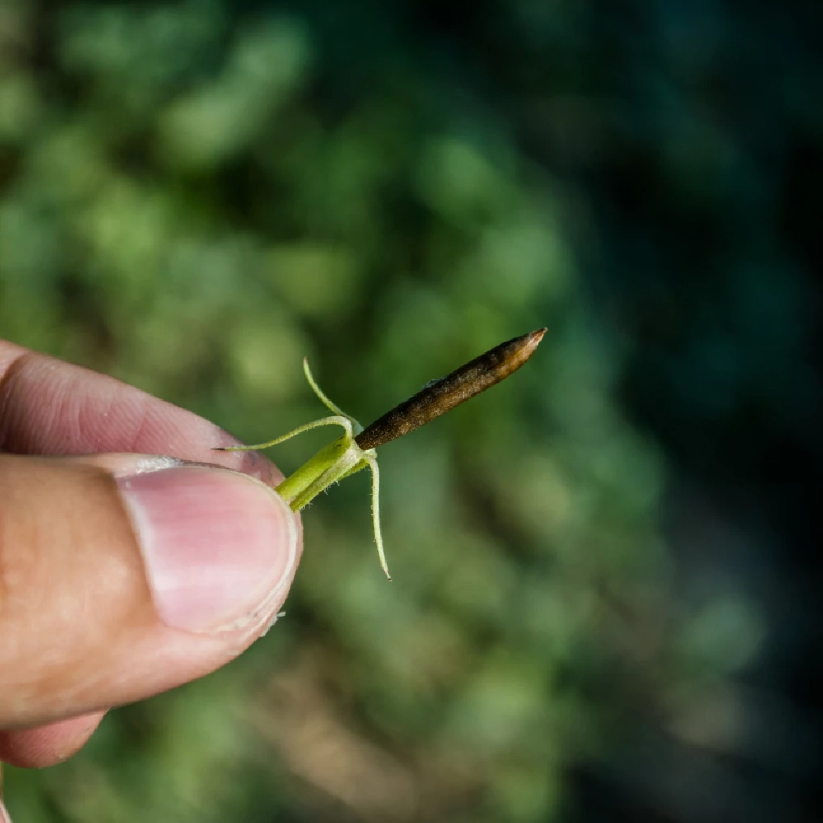 เจาะลึกกลไกเมล็ดเป๊าะแป๊ะ พร้อมสรรพคุณทางยา