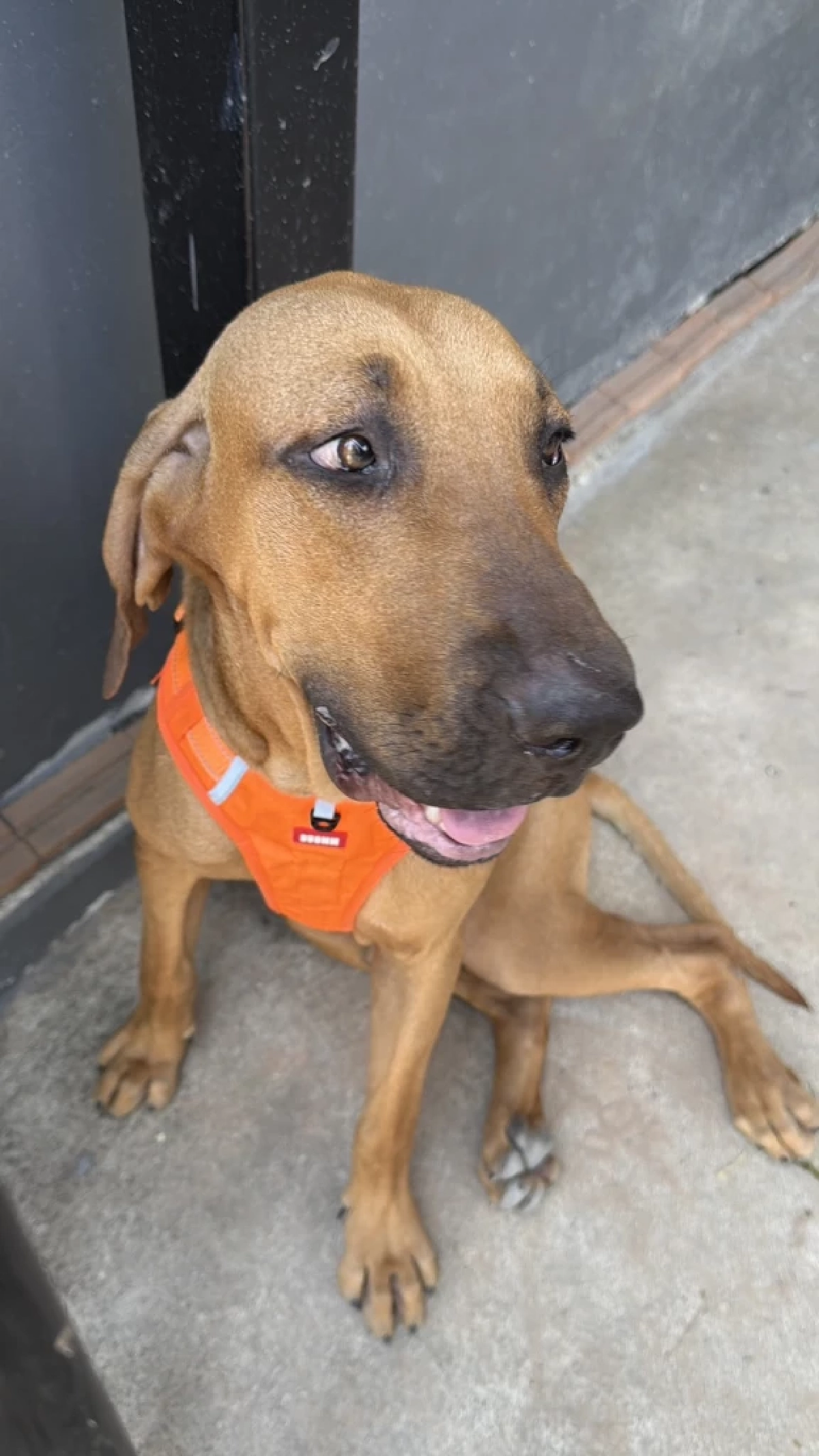 นาทีเดือด! หมาหลุดตัวเดียว ทำเพื่อนบ้านซัดกันน่วม