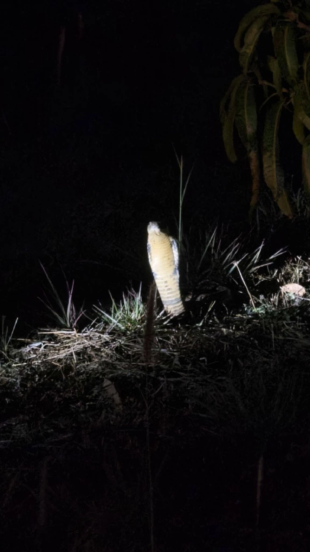 ส่องบ้านเลขที่ งูจงอางขนาดใหญ่ 4 เมตร เลื้อยซุกเข้าบ้าน