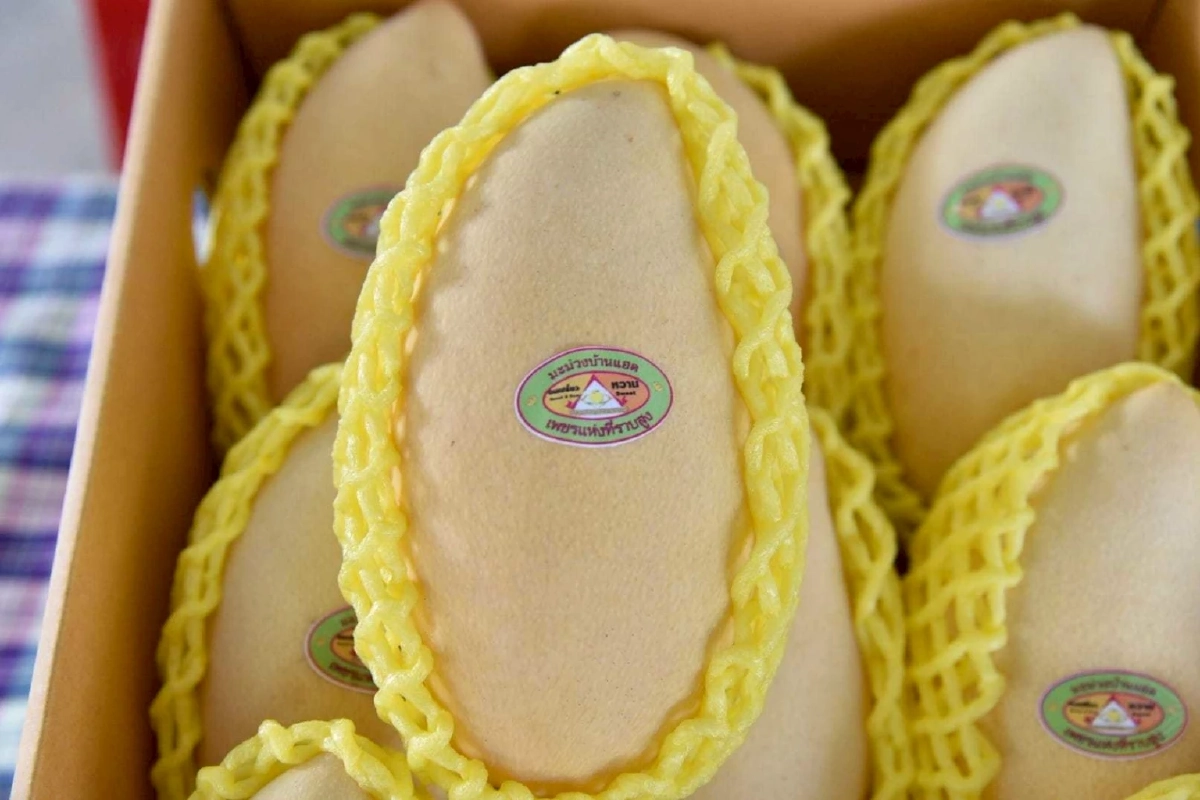 หวานสองต่อ มะม่วงบ้านแฮด GI ขอนแก่น ขึ้นโต๊ะงานแต่ง ณเดชน์ ญาญ่า