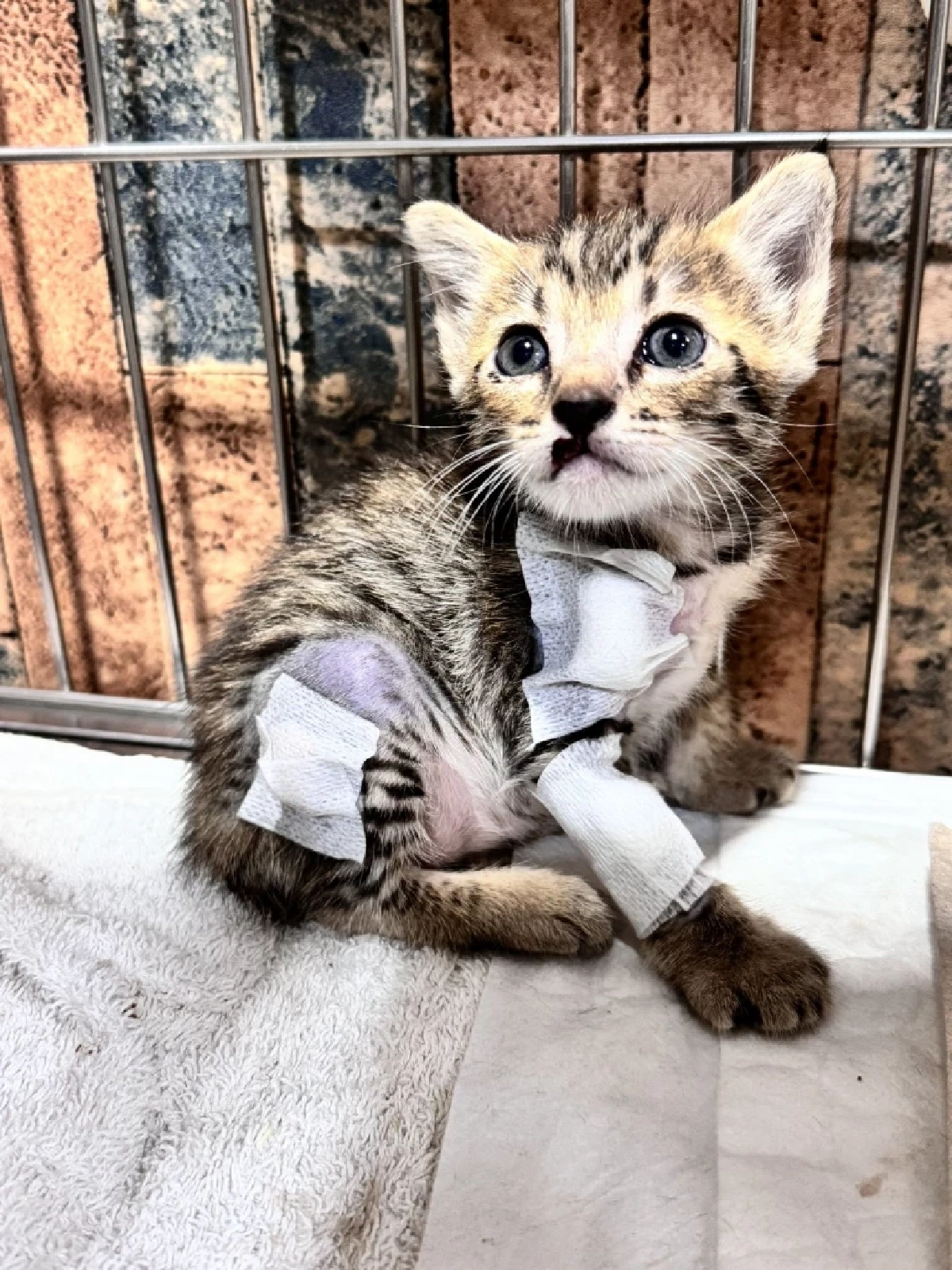 สลดหนัก ลูกแมว 3 ตัวเหยื่อคนเหี้ยม เห็นสายตาปวดใจ พวกหนูทำอะไรผิด