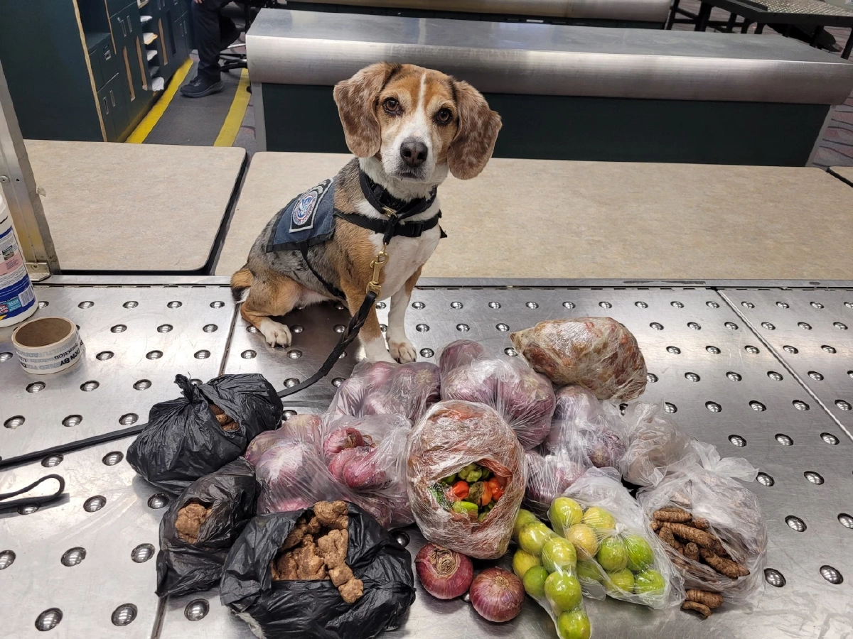 เจ้าโคโค่ K9 จมูกไว ตรวจเจอพัสดุชุดใหญ่ ยึดเกลี้ยงแต่มีข้อยกเว้น