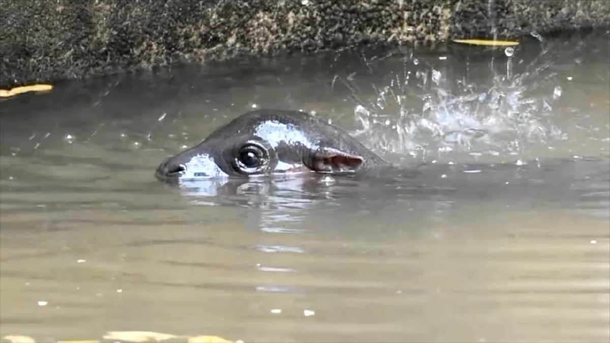 สวนสัตว์ขอนแก่นเฮ! ได้สมาชิกใหม่ ลูกฮิปโปแคระ หลานหมูเด้ง