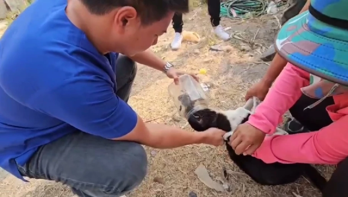 นาทีระทึก! ช่วยน้องหมาหัวติดขวดโหลนานกว่า 5 วัน หลังเฝ้าติดตาม 2 วันเต็ม