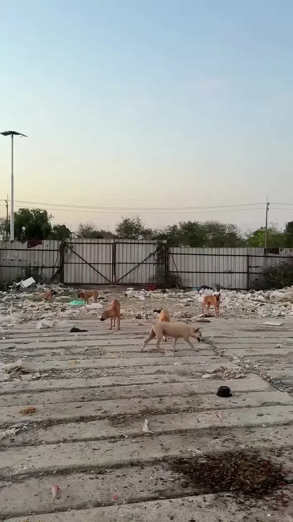 ปุ๊กลุก-ไมค์ สวมหัวใจนางฟ้าหมาจร ลุยคลองหลวงปรุงอาหารช่วยสี่ขา