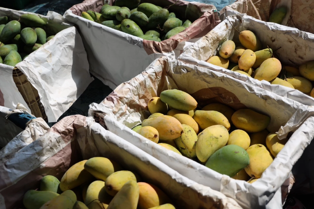 ดอยคำ เร่งรับซื้อ "มะม่วงกวน" แก้ปัญหามะม่วงราคาตก ช่วยเพิ่มรายได้เกษตรกรอ่างทอง