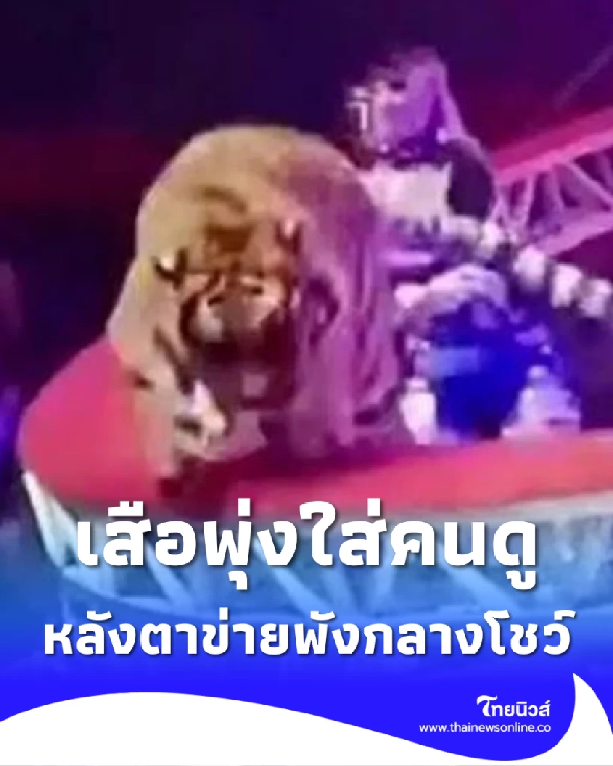 เสือหลุดพุ่งใส่คนดู หลังตาข่ายพังกลางโชว์ เสียงกรีดร้องสนั่น