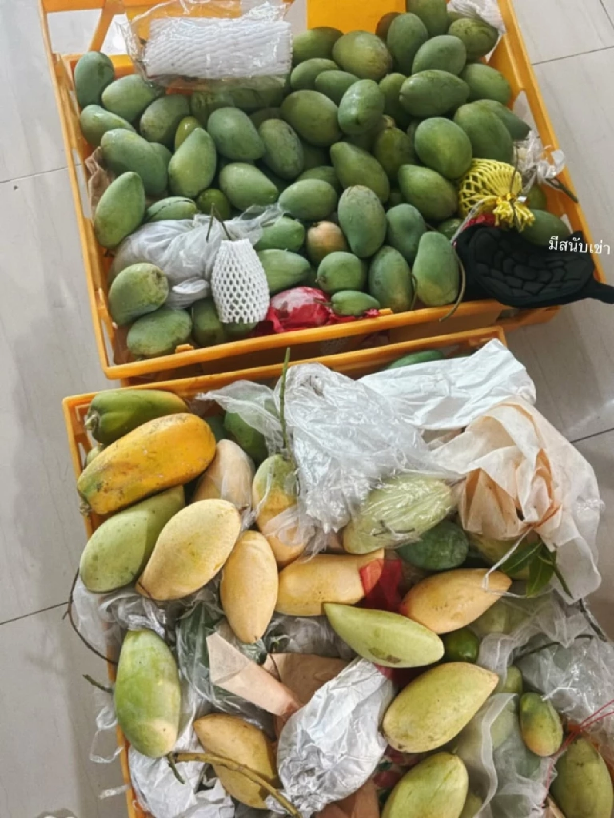 ใบเฟิร์น พิมพ์ชนก ควงคุณแม่เก็บมะม่วง โมเมนต์เรียบง่ายแต่อบอุ่น