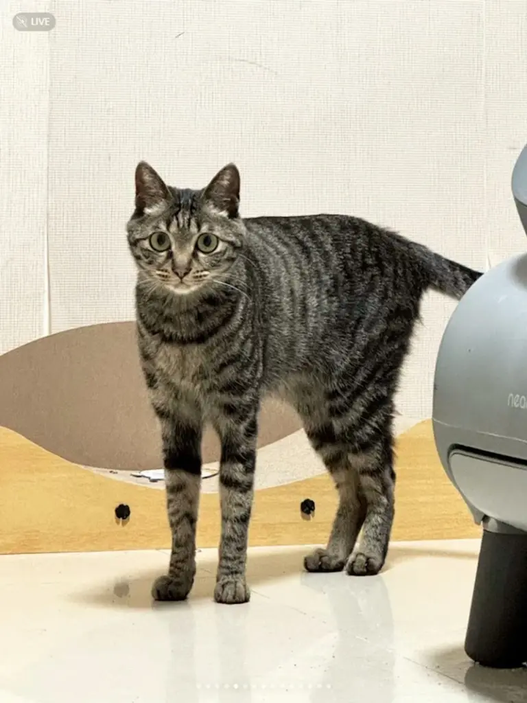 เปิดวาร์ป แมวขาเรียวสวยจนคนอิจฉา กลายเป็นขวัญใจชาวเน็ต