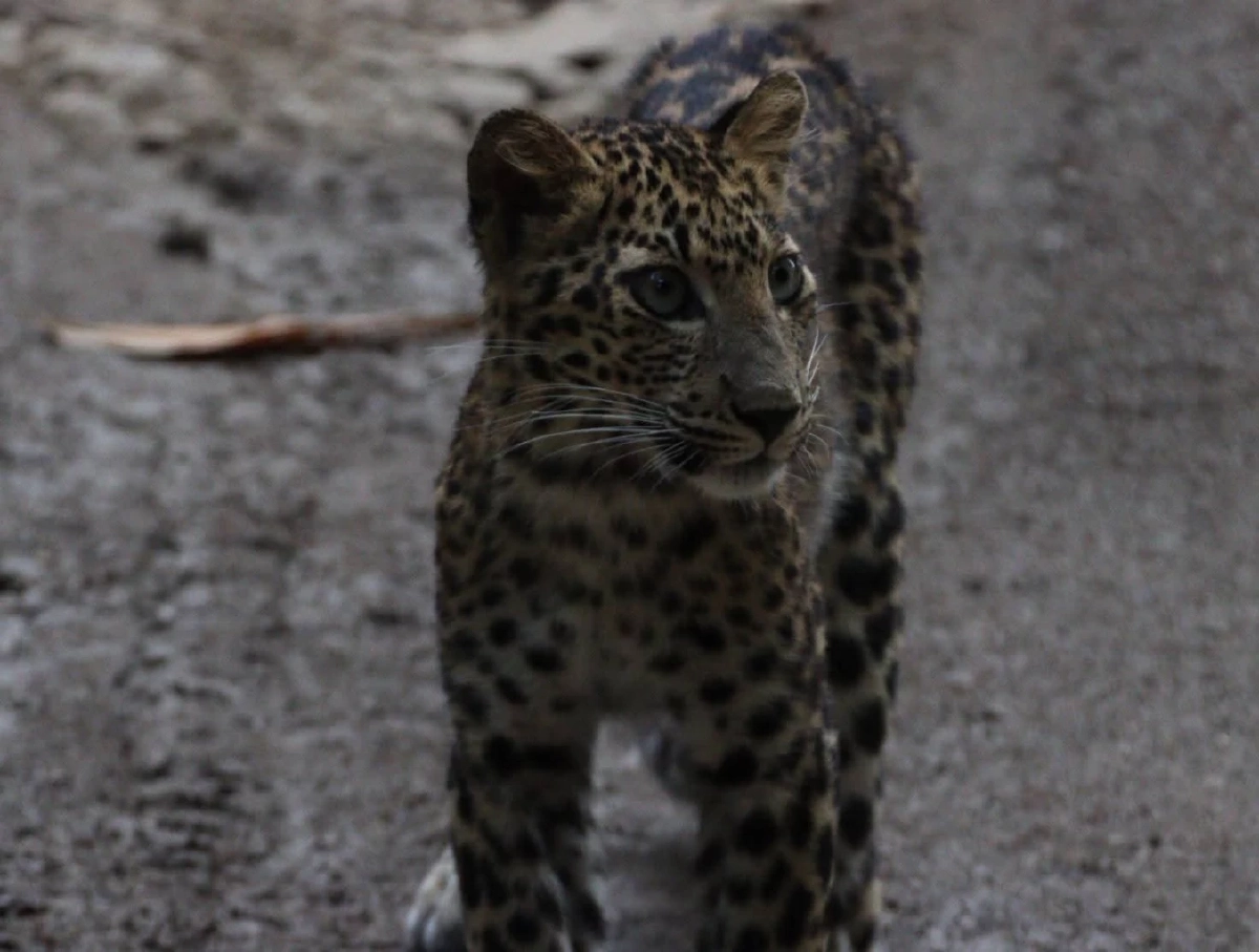 พบเสือดาววัยรุ่นริมลำธารแก่งกระจาน สะท้อนป่าสมบูรณ์รับสงกรานต์