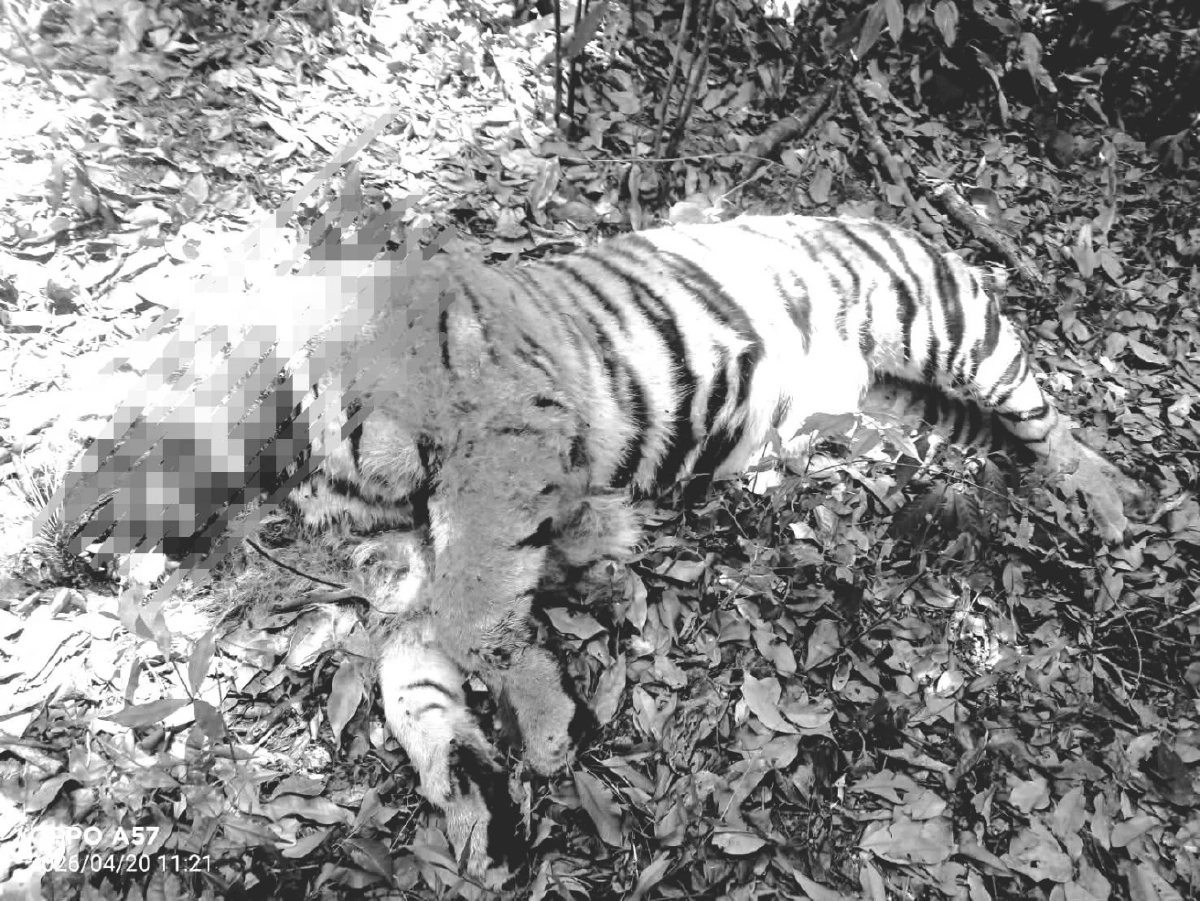 สลด! พบซากเสือโคร่งวัยรุ่นกลางป่าทุ่งใหญ่ฯ คาดศึกชิงถิ่น