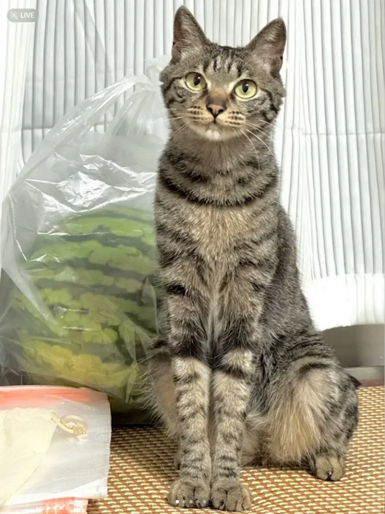 เปิดวาร์ป แมวขาเรียวสวยจนคนอิจฉา กลายเป็นขวัญใจชาวเน็ต