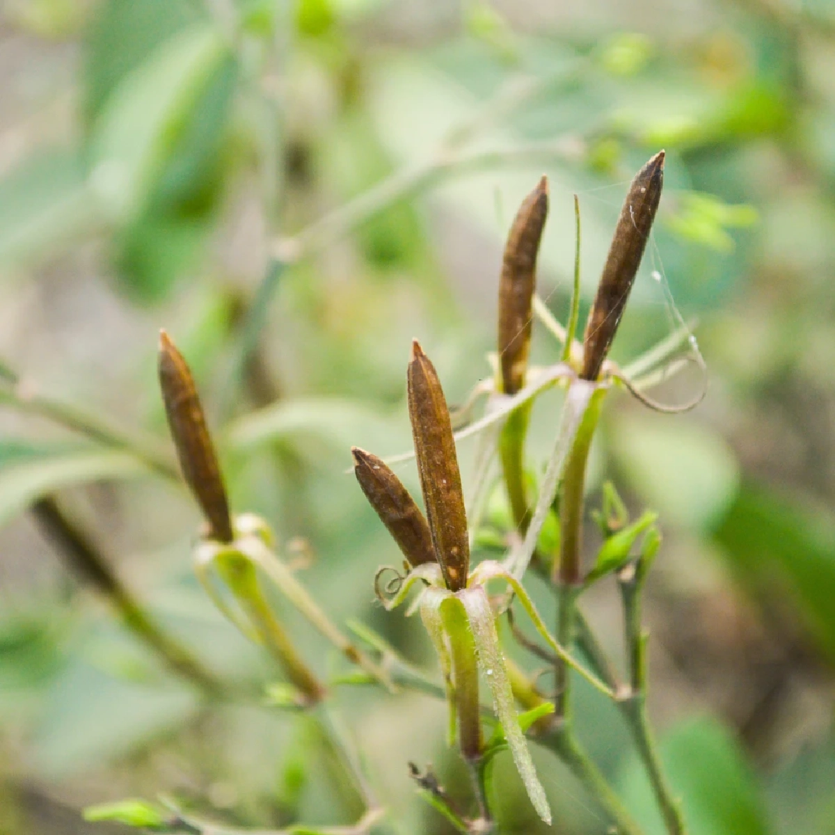 เจาะลึกกลไกเมล็ดเป๊าะแป๊ะ พร้อมสรรพคุณทางยา