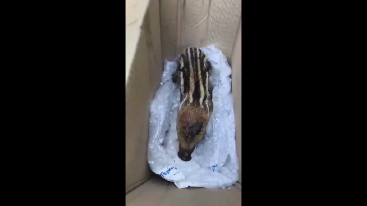 ช่วยลูกหมูป่า "บุญรอด" หนีไฟป่าเชียงดาว สภาพถูกไฟคลอกอิดโรย