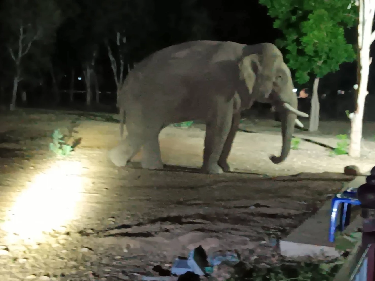 ทีมแพทย์เร่งช่วย "พลายบิด" ช้างป่าเขาอ่างฤาไน อาการน่าเป็นห่วง