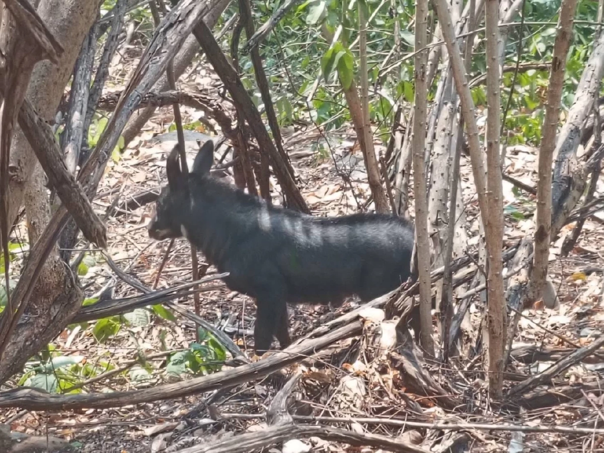 วินาทีชีวิต! บุกช่วยเลียงผาหลงฝูง บาดเจ็บหนักคาถ้ำประทุน