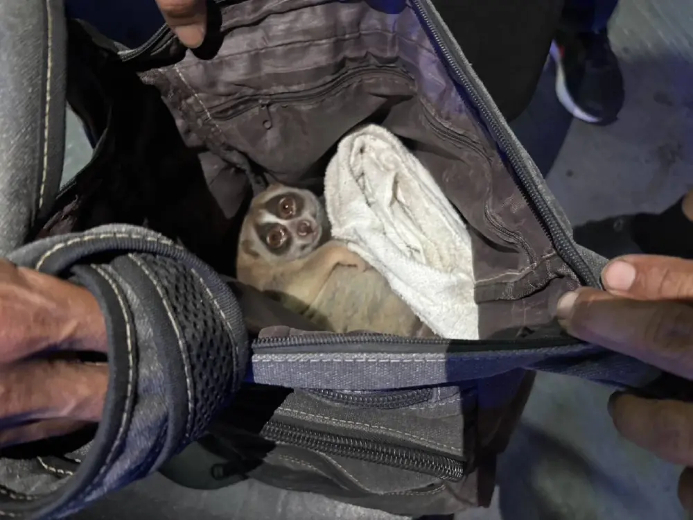 จับหนุ่มพกอาวุธลอบโชว์ 'นางอาย' ให้กับนักท่องเที่ยวถ่ายภาพ