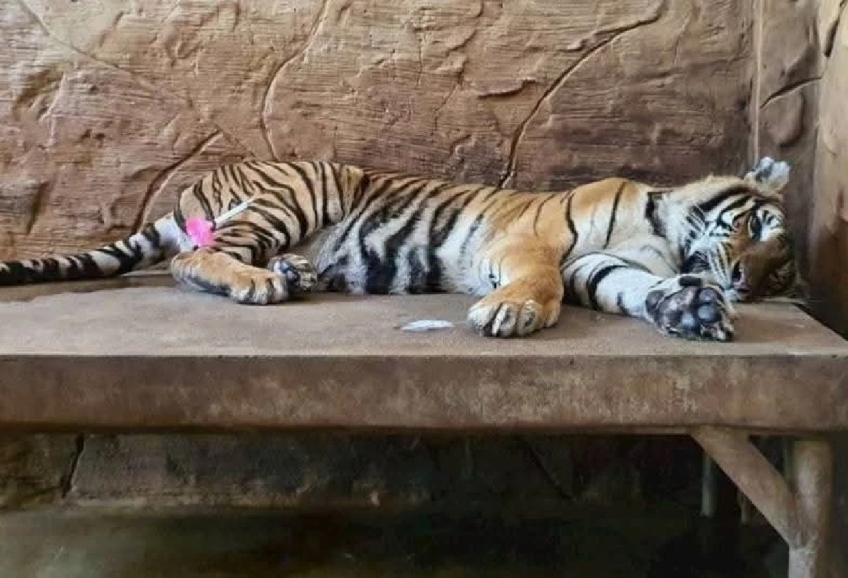 กลับมาเดินปร๋อ! สัตวแพทย์ บึงฉวาก เร่งช่วยเสือโคร่ง ภูเขียว