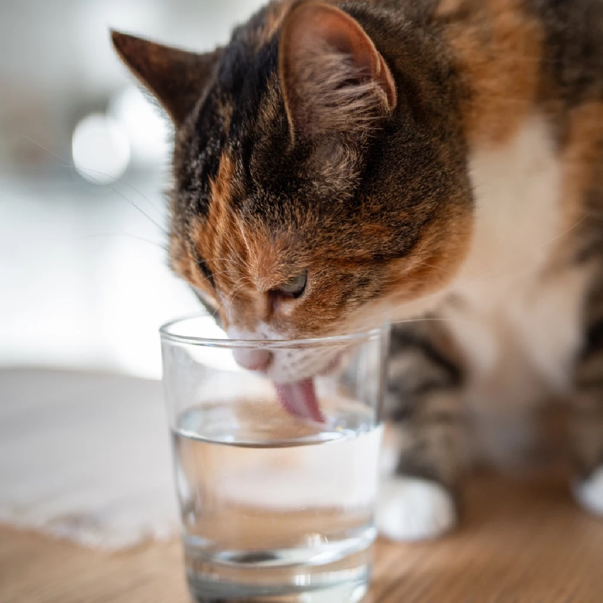 วิธีดูแลสัตว์เลี้ยงช่วงหน้าร้อน ป้องกันขาดน้ำและโรคฮีทสโตรก