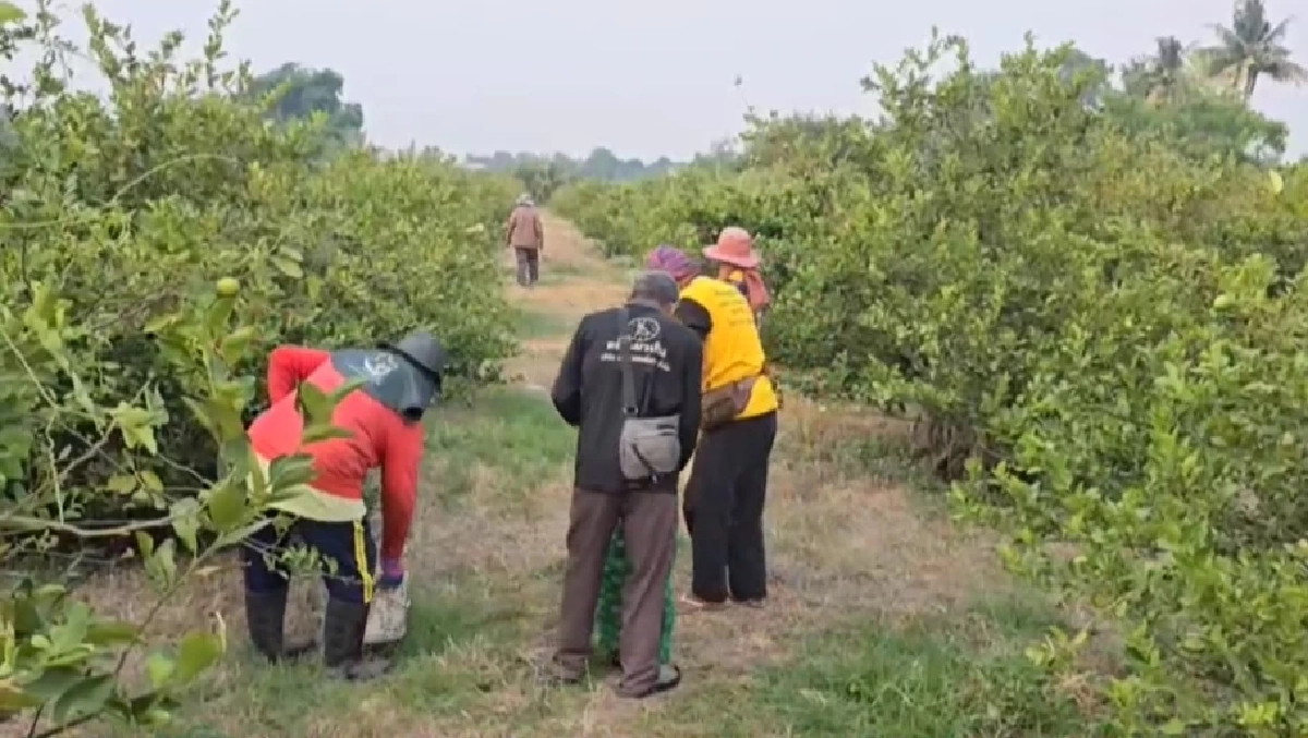 มะนาวแพงจัด! เกษตรกรนครสวรรค์ผวาหนัก ต้องนอนเฝ้าสวนกันขโมย