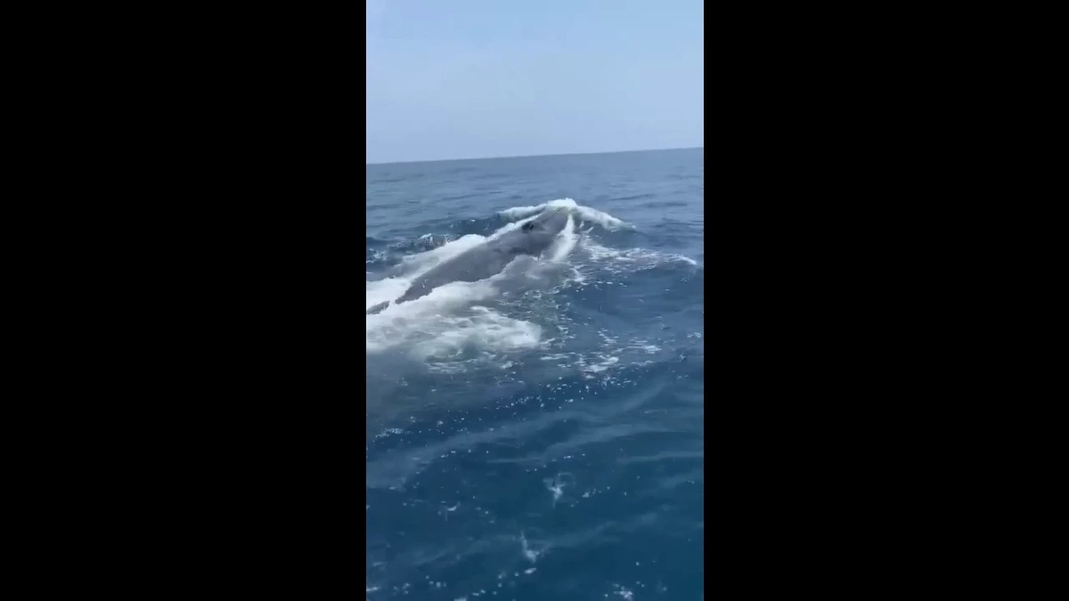 วาฬบรูด้าโผล่อวดโฉมทะเลชุมพร ต้อนรับนายกฯ-โชว์ความสมบูรณ์