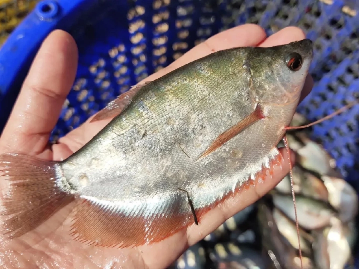 ขึ้นทะเบียน ปลาสลิดบ้านแพ้ว สินค้า GI น้องใหม่จังหวัดสมุทรสาคร