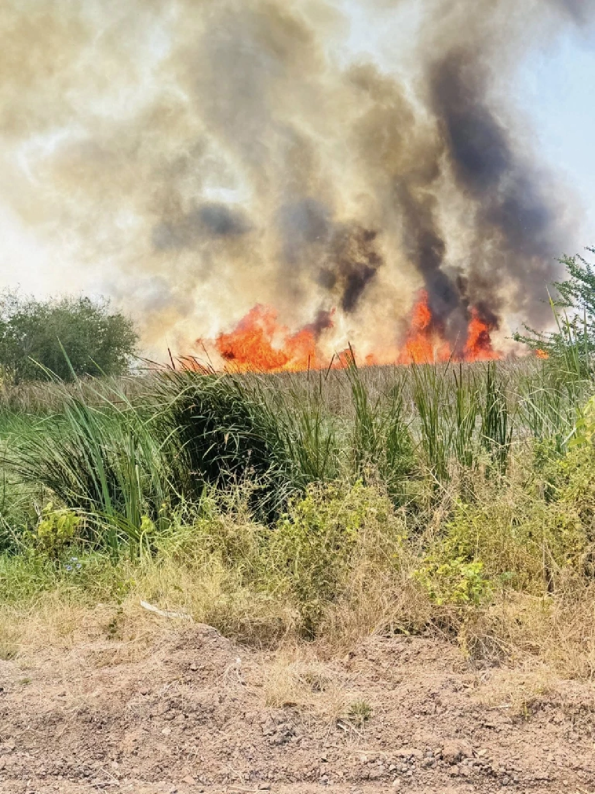 ไฟไหม้หญ้าเลี่ยงเมืองโคราช-ขอนแก่น ควันคลุมถนนหวิดลามบ้านเรือน