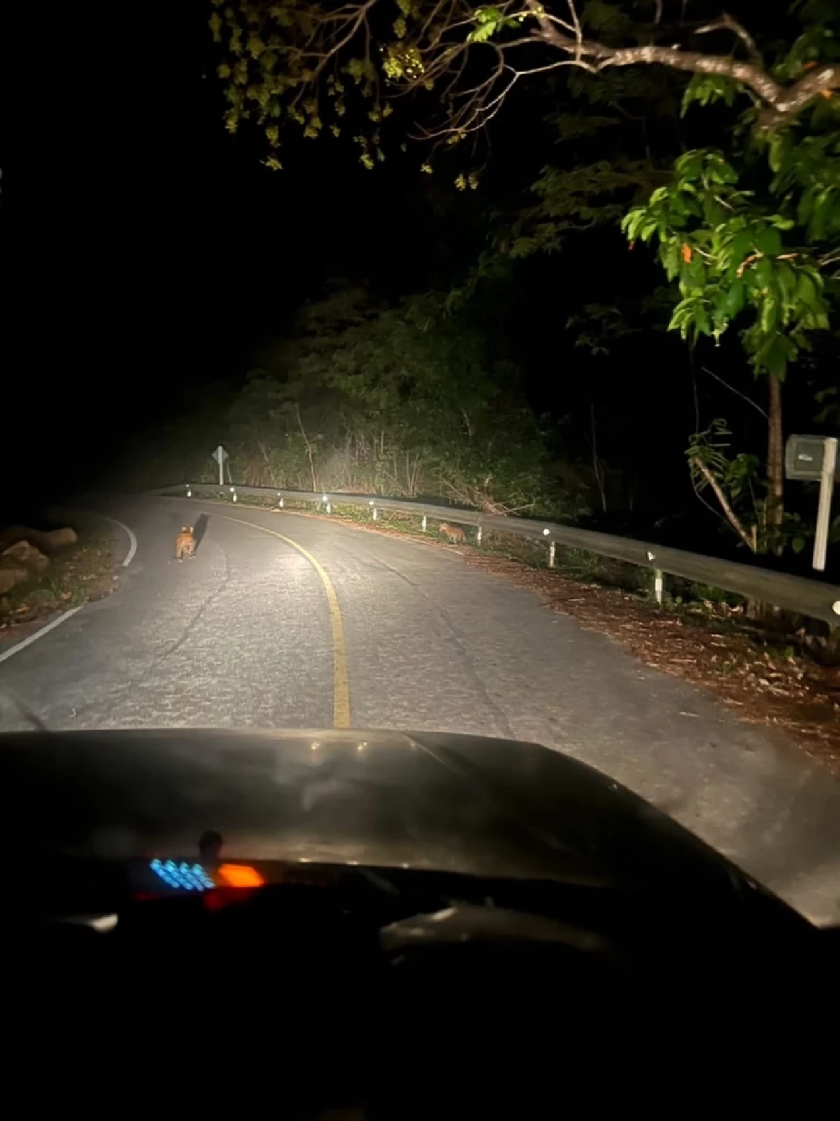 โผล่กลางป่า! พบ เสือดาวแม่ลูก ออกมาล่าเหยื่อ-หาแหล่งน้ำ