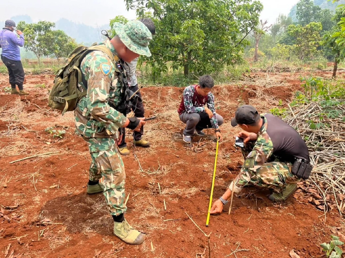 อุทยานฯ ผาแดงเฝ้าระวัง 24 ชม. หลังพบรอยเท้าเสือโคร่งใกล้หมู่บ้าน