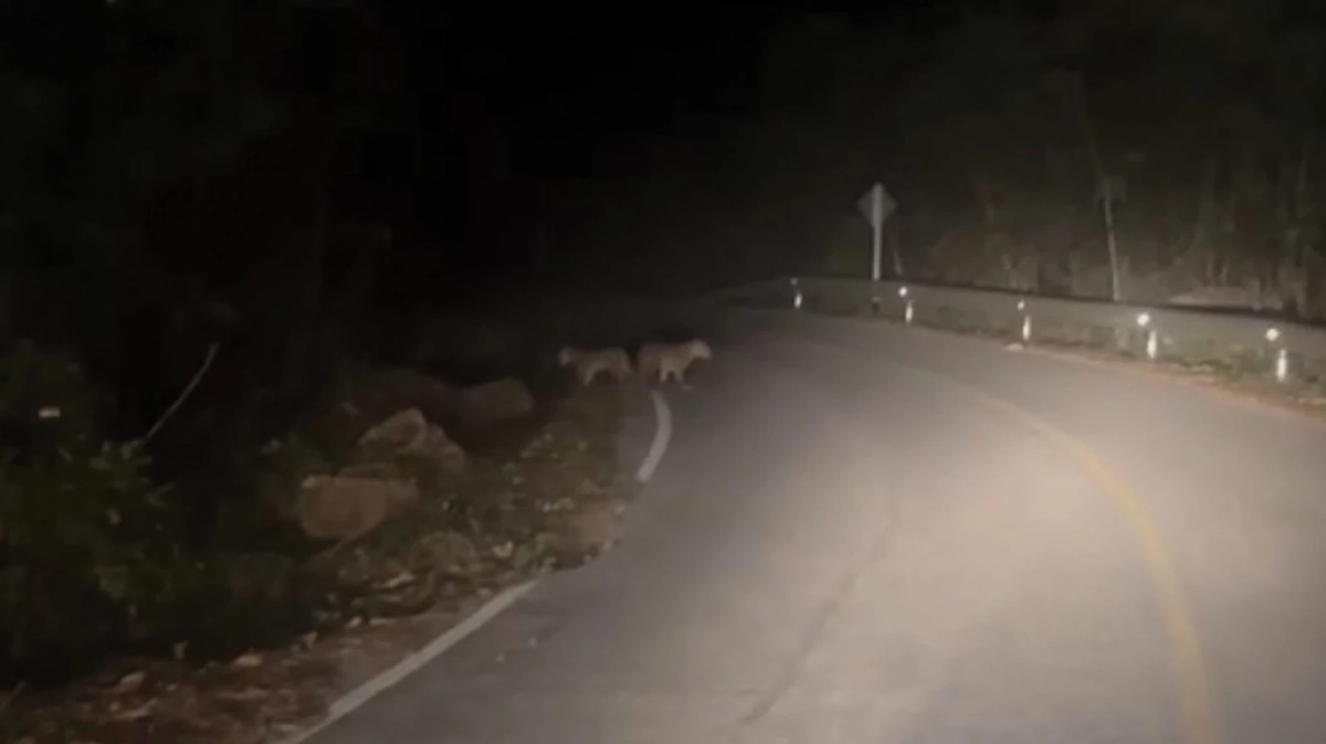 โผล่กลางป่า! พบ เสือดาวแม่ลูก ออกมาล่าเหยื่อ-หาแหล่งน้ำ