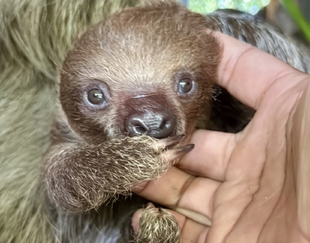 สวนสัตว์เปิดเขาเขียว ชวนโหวตชื่อลูกสล็อต ลุ้นรับรางวัลสุดพิเศษ
