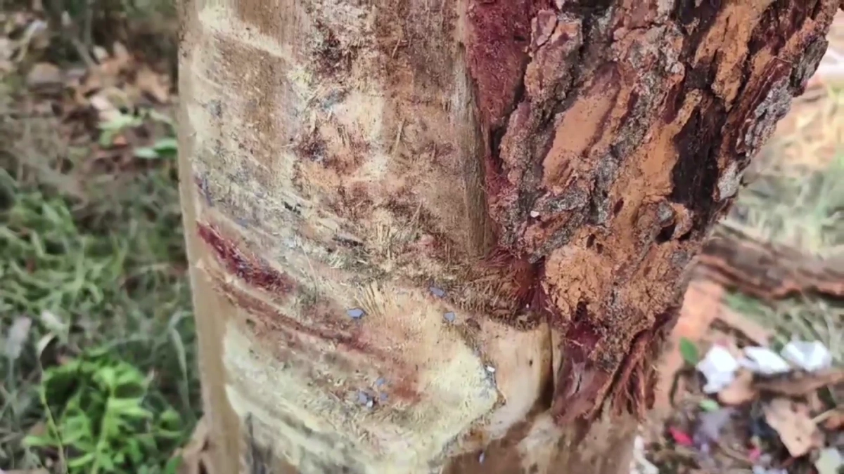 สยองซ้ำซาก! รถเก๋งอัดต้นไม้ดับที่โคราช ชาวบ้านลืออาถรรพ์