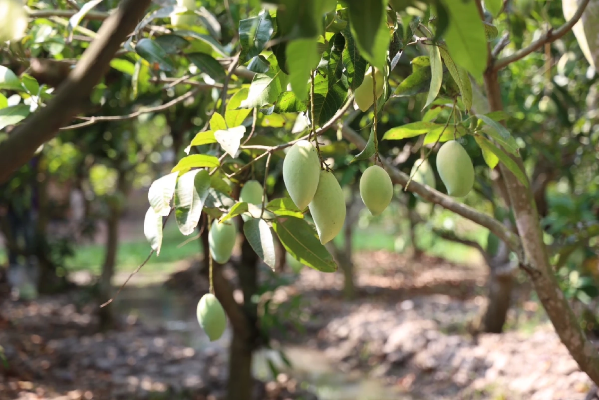 ดอยคำ เร่งรับซื้อ "มะม่วงกวน" แก้ปัญหามะม่วงราคาตก ช่วยเพิ่มรายได้เกษตรกรอ่างทอง