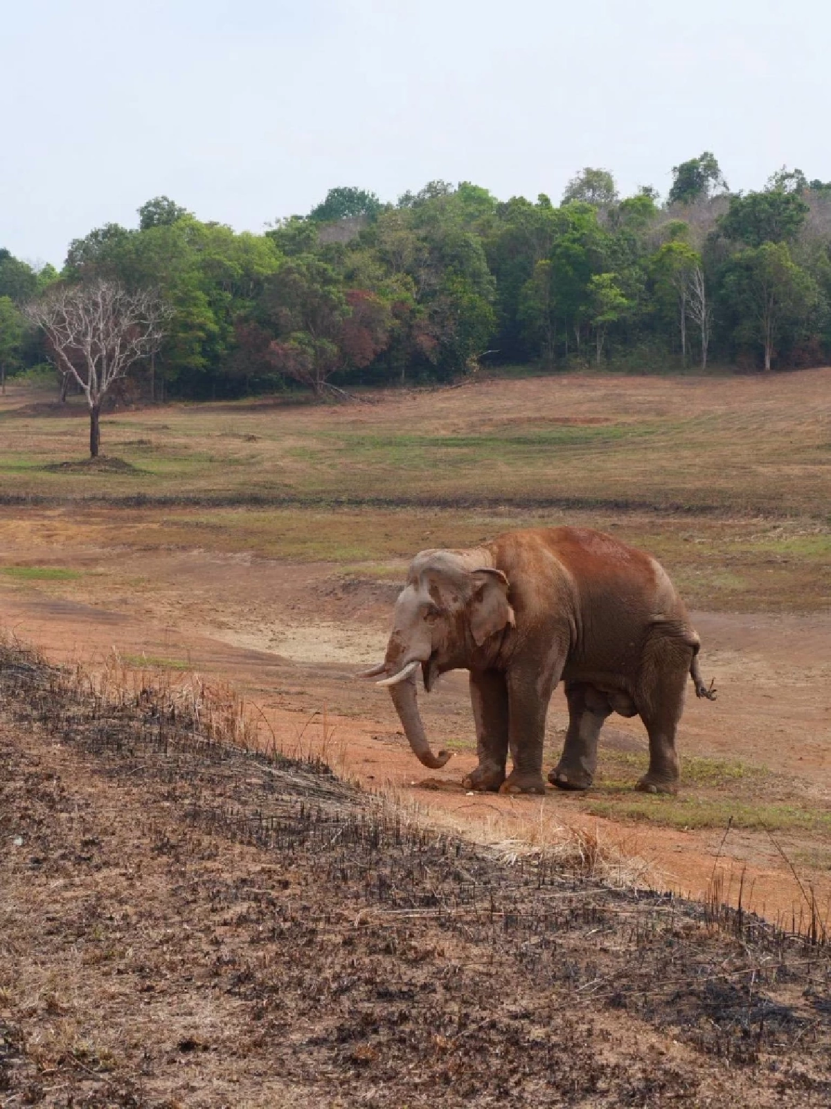 จนท.เขาใหญ่เร่งรักษา 'พลายจ่าย่น' บาดเจ็บหนัก หางขาดแผลทั่วตัว