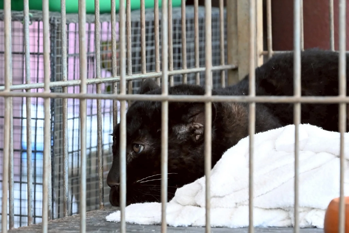 ส่องแผนแสบ! อ้างเป็นแมวดำที่แท้คือลูกเสือดำ จ่อส่งพม่า