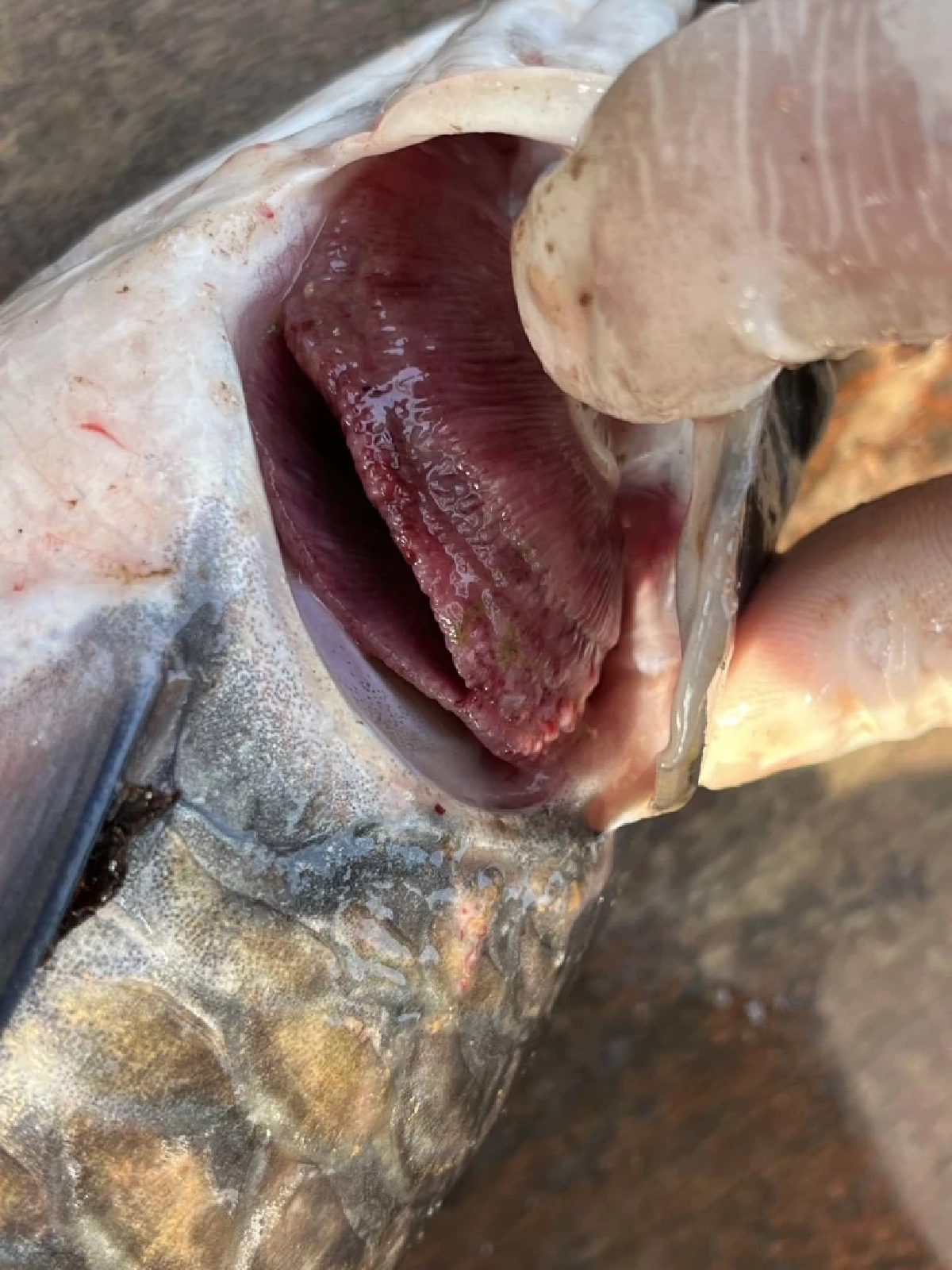 ผู้ว่าฯ แม่ฮ่องสอนยันปลาตายไม่ใช่สารเคมี ยันบริโภคได้